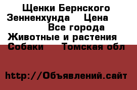 Щенки Бернского Зенненхунда  › Цена ­ 40 000 - Все города Животные и растения » Собаки   . Томская обл.